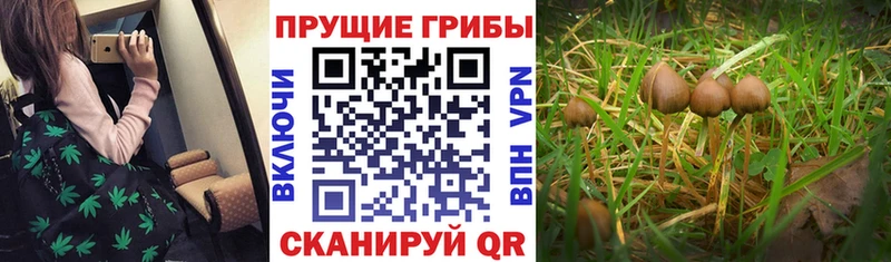 OMG как войти  Семёнов  Галлюциногенные грибы Cubensis 